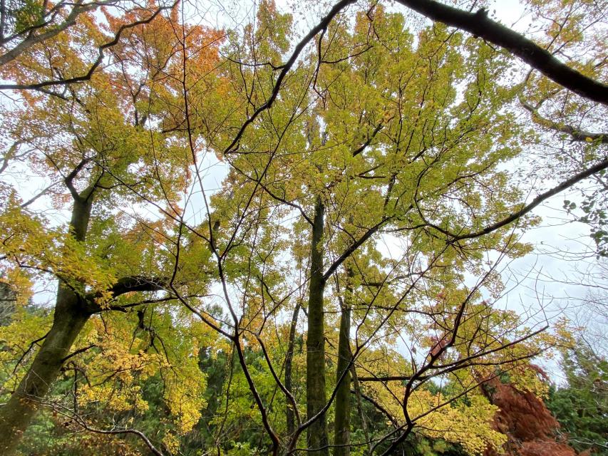 フウの紅葉