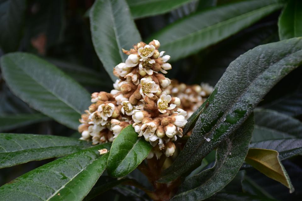 ビワの花