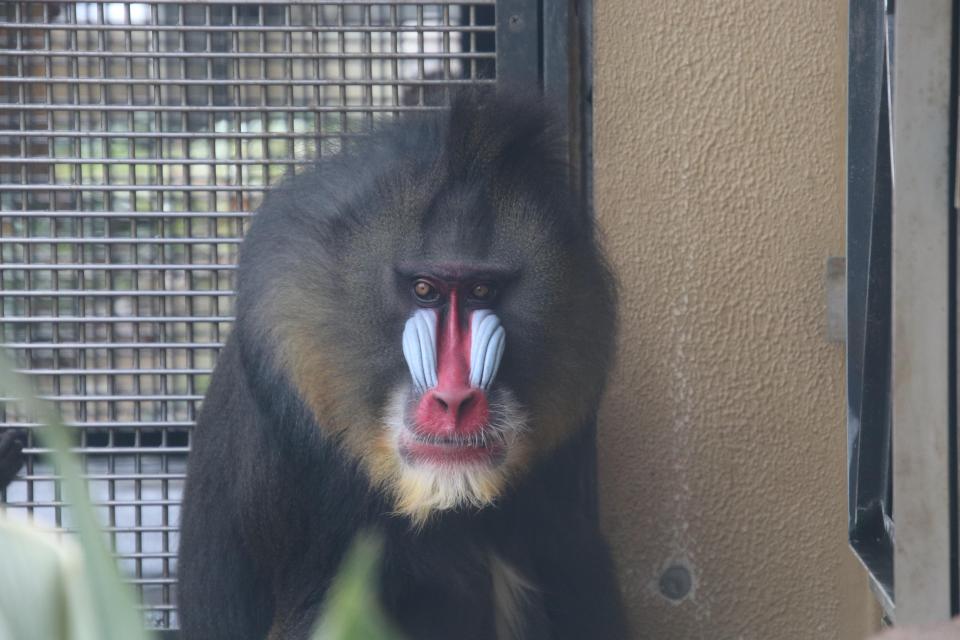 マンドリル