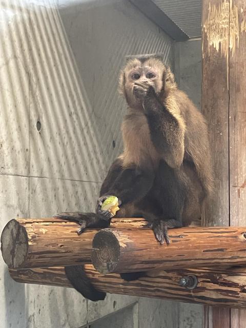 フサオマキザル