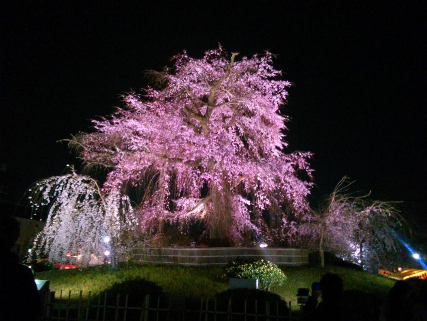 円山 公園 桜