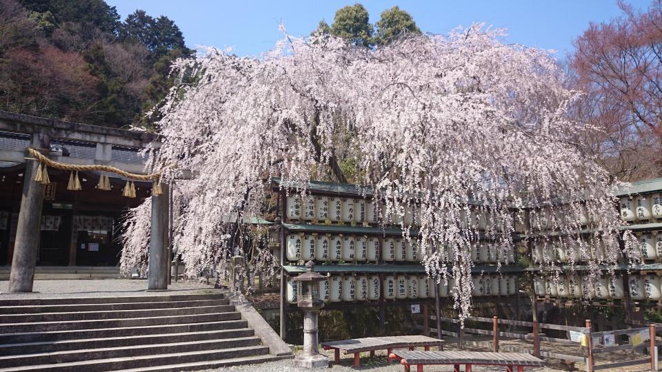 桜まつり【大石神社】