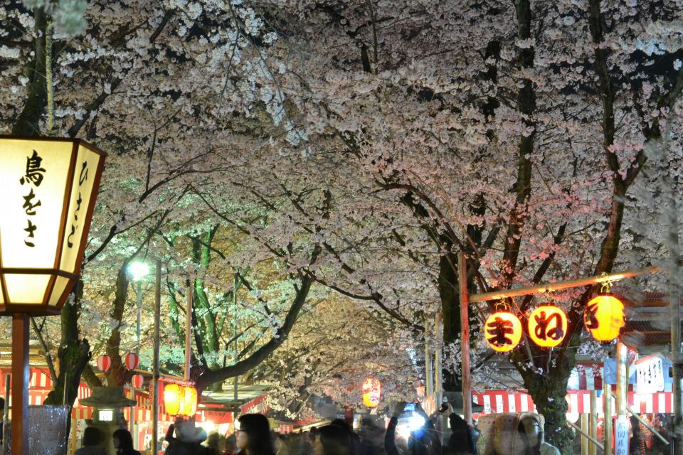 桜ライトアップ【平野神社】