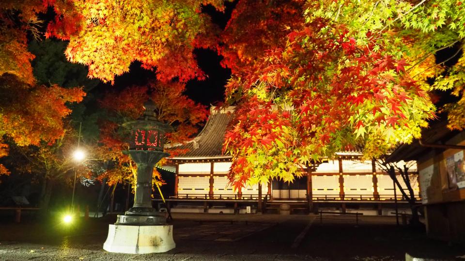 仁和寺もみじライトアップ 紅葉残照 京都市公式 京都観光navi