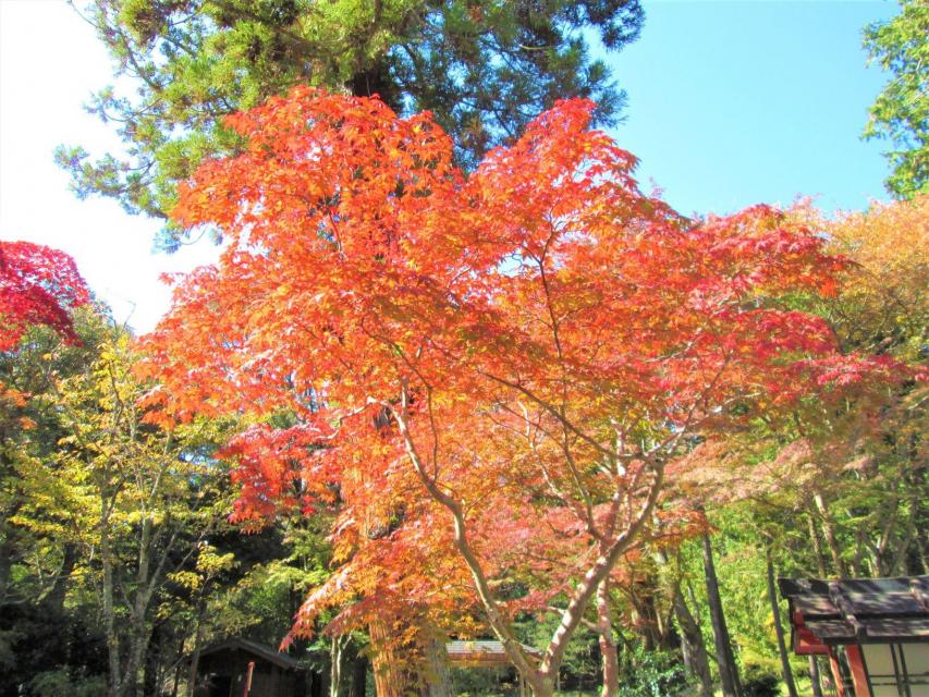 秋の味覚満喫 大枝の柿狩り体験 柿紅葉 かきもみじ ガイド付サイクリングツアー 京都市公式 京都観光navi