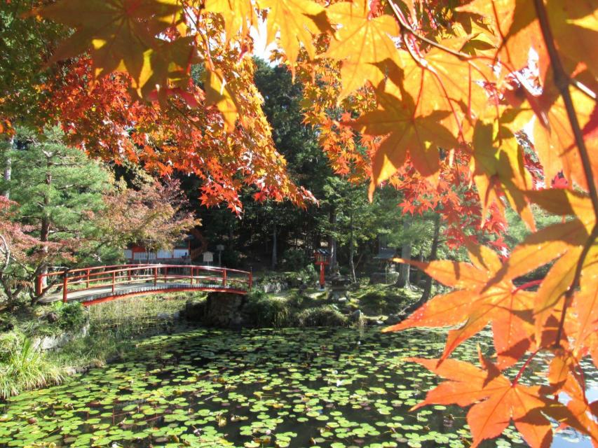 秋の味覚満喫 大枝の柿狩り体験 柿紅葉 かきもみじ ガイド付サイクリングツアー 京都市公式 京都観光navi