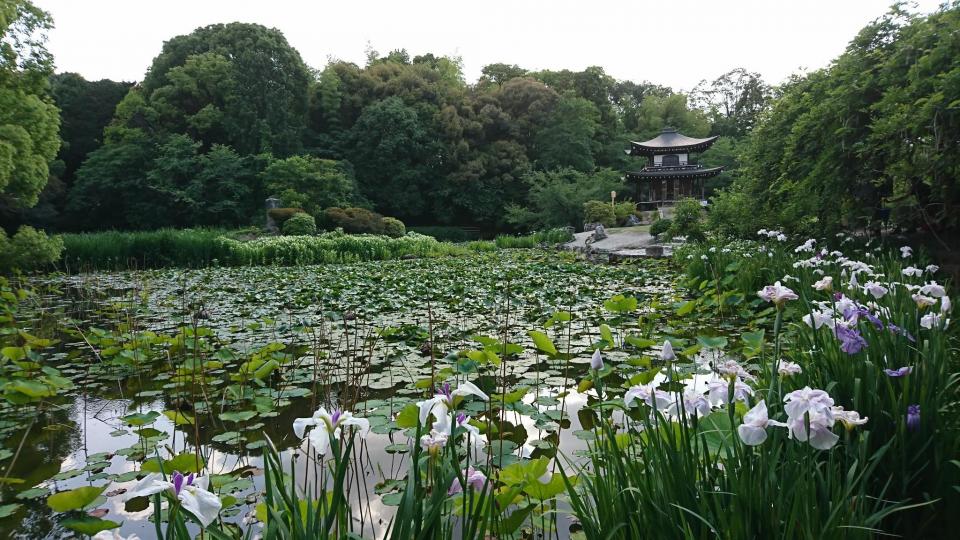 京都・山科～花菖蒲を愛でる勧修寺と平安のロマンス～ウォーキングツアー