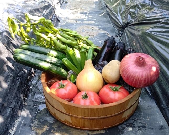 夏野菜収穫体験と獲れたて野菜のイタリア料理のランチを愉しむ（日帰りタクシーツアー）～京都ハーベストツアー～