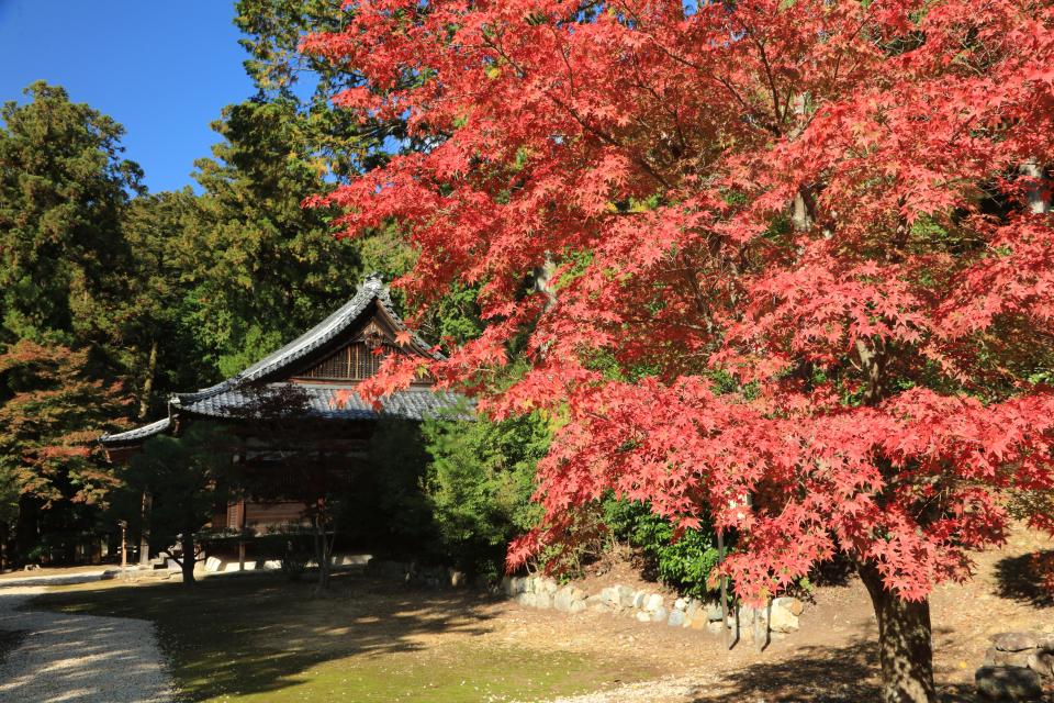 紅葉の山科 毘沙門堂門跡と安祥寺特別拝観 ウォーキングツアー 京都市公式 京都観光navi