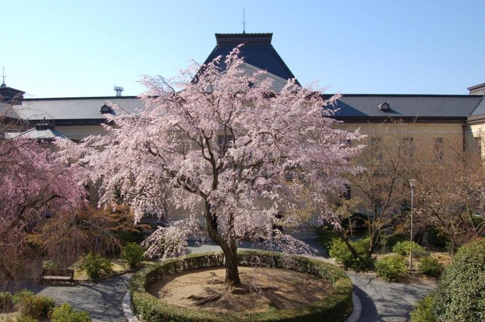 京都府庁旧本館「観桜祭（かんおうさい）」・夜桜ライトアップ