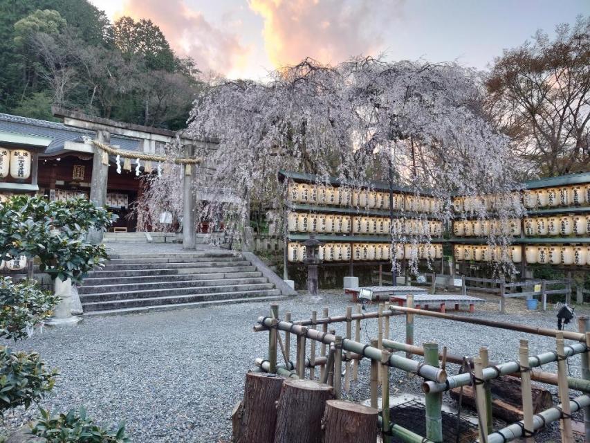 桜の名所と最強ご利益の山科を巡る！折上稲荷神社と大石神社（ウォーキングツアー）