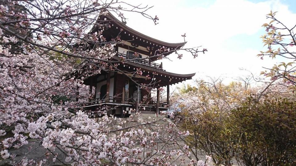 桜と梅を同時に楽しむ山科！勧修寺と随心院（ウォーキングツアー）