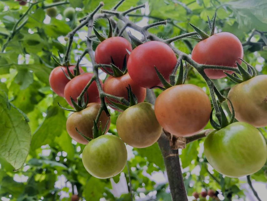 オーガニックnico「有機トマト農場見学＆育て方セミナー」