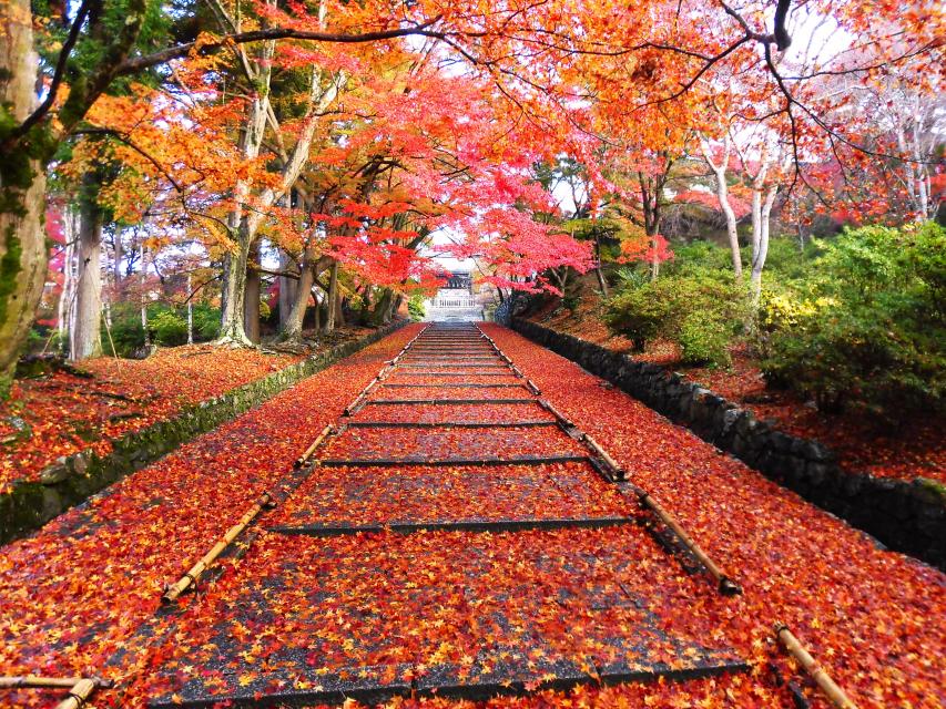 1日1組限定 ☆高貴な紅葉を観るなら毘沙門堂門跡！山科が誇る圧巻の紅葉をガイドツアー♪