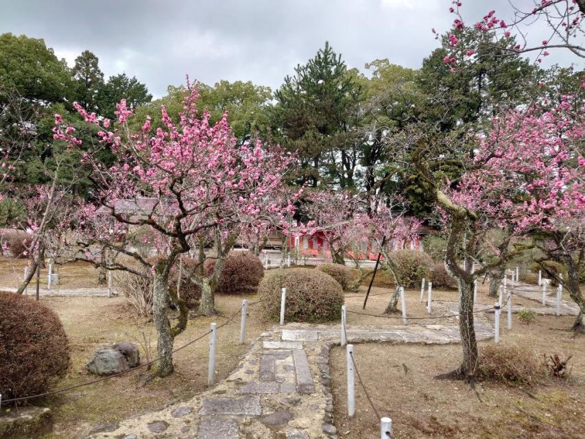 １日1組限定☆紫式部のルーツと小野小町ゆかりの山科で「桜」と「梅」を共に楽しむ山科旅♪