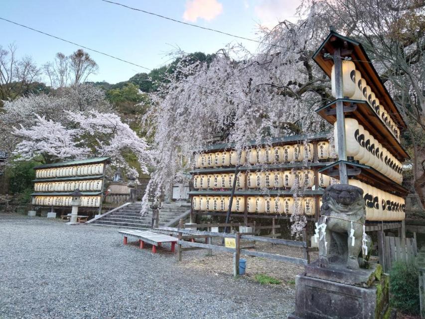 １日1組限定☆大石桜と山科の歴史街道！凝縮された歴史とご利益巡り♪