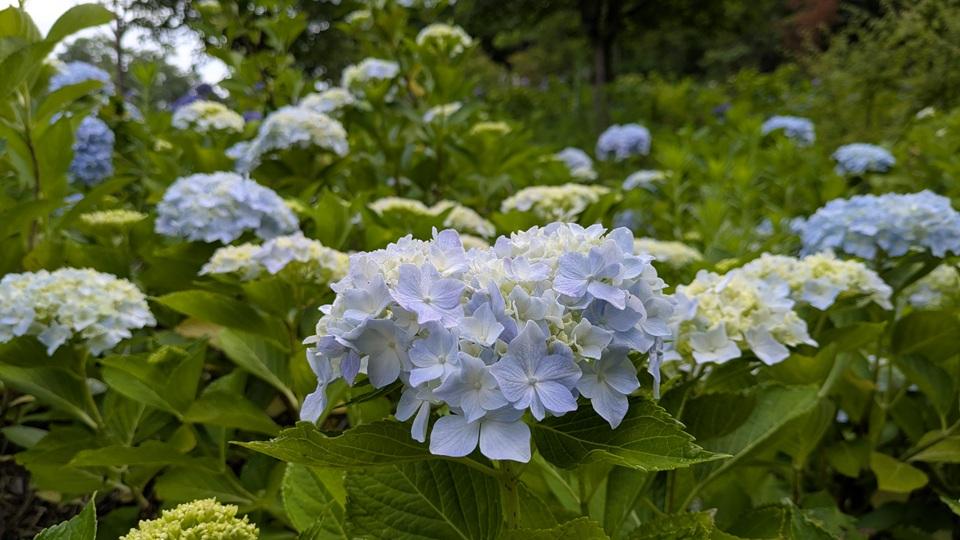宝泉寺「花宝宛」