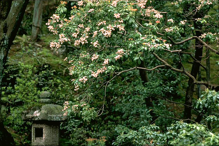 青蓮院