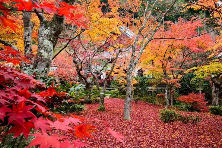 圓光寺