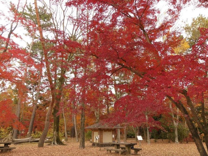 母と子の森