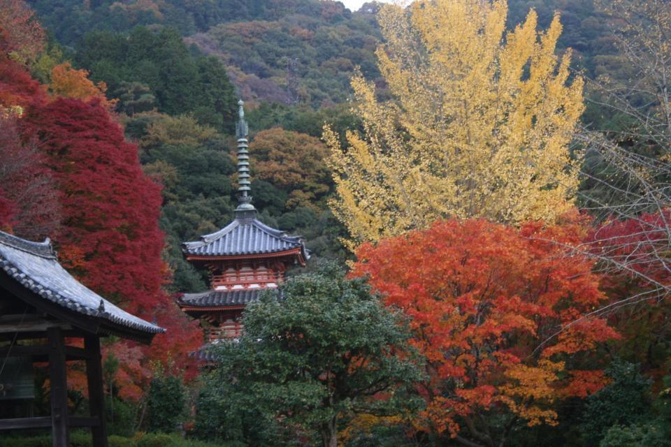 宇治市　三室戸寺