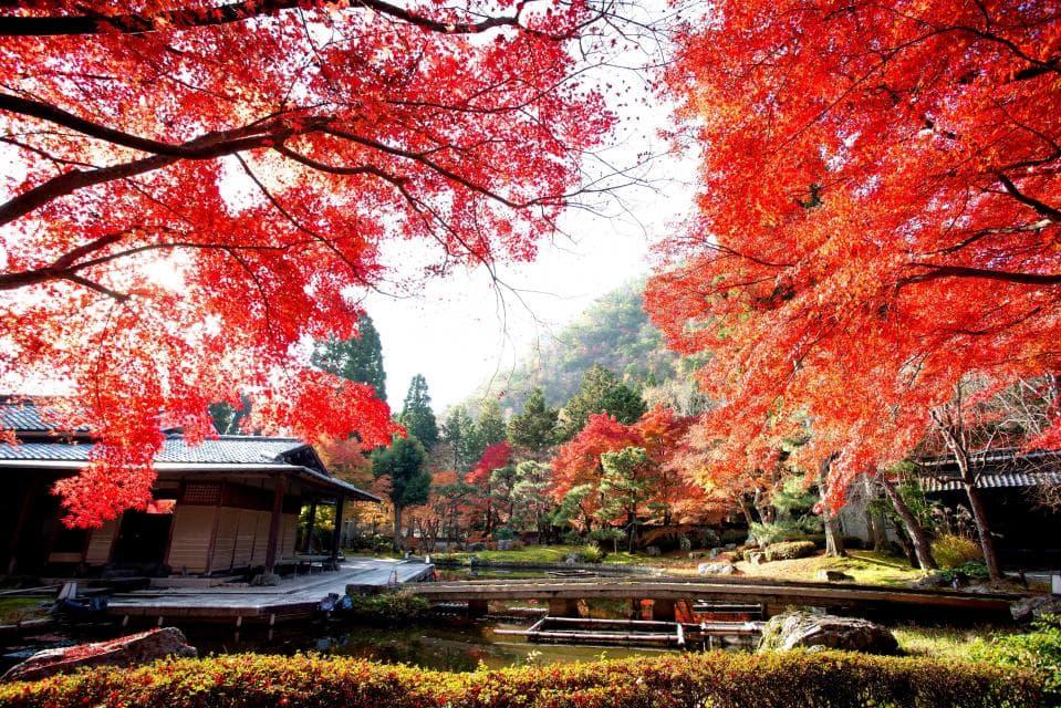 紅葉ライトアップ 京都市公式 京都観光navi 紅葉ライトアップ 京都市公式 京都観光navi