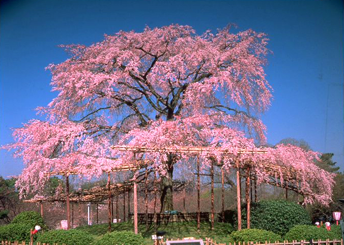 円山公園 京都市公式 京都観光navi