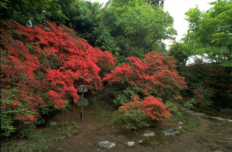 つつじ さつきだより 京都市公式 京都観光navi