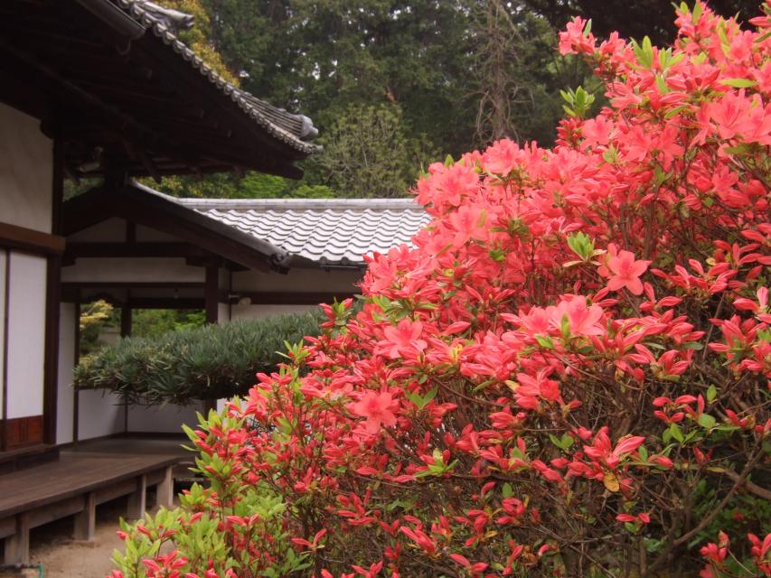 つつじ さつきだより 京都市公式 京都観光navi