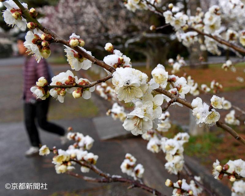 京都御苑