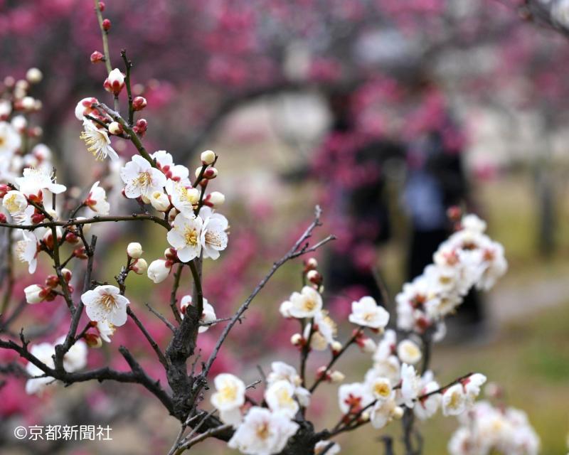 梅小路公園