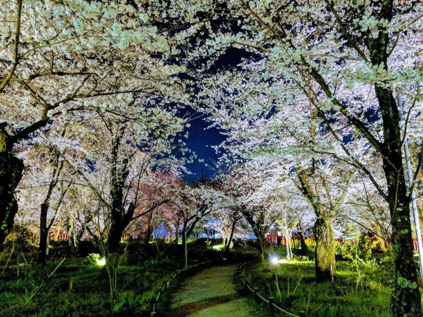 Kyoto Photo Spot  Vol.4  ～京都の夜桜～