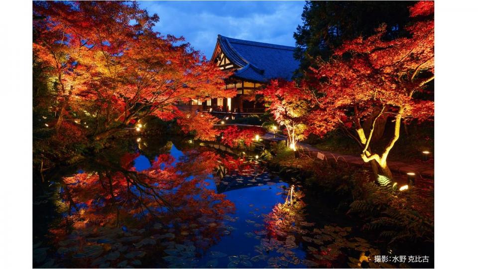 京都市ビジターズホストがおススメする「紅葉ライトアップ」