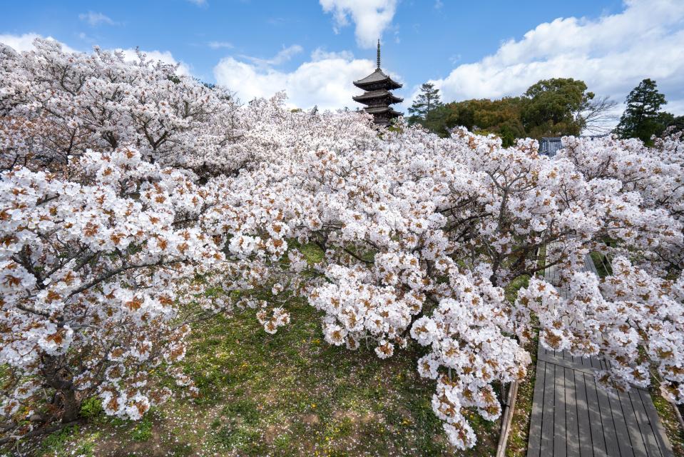 京都市ビジターズホストがおススメする「朝桜スポット３選」
