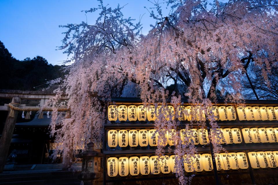 京都市ビジターズホストがおススメする「夜桜スポット３選」