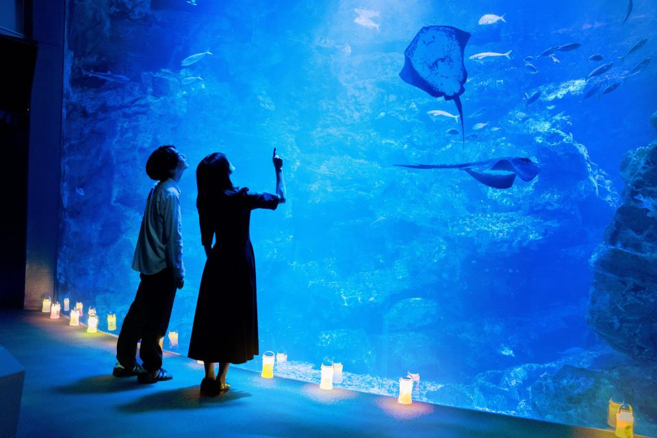 夜8時まで！京都水族館「夜のすいぞくかん」でいきものに癒される夜
