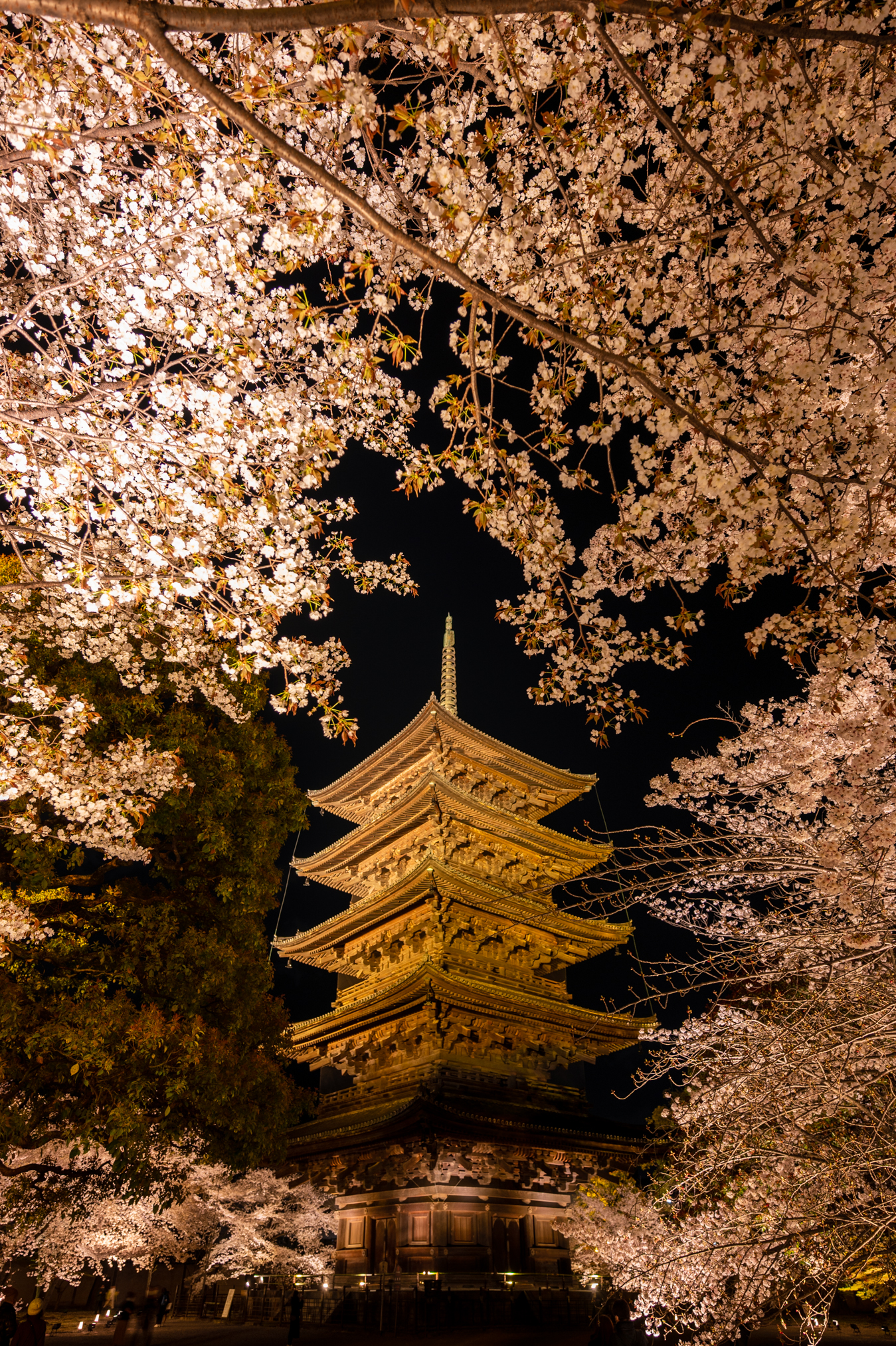 夕方桜 滋賀県の絶景】琵琶湖疎水の桜夜景撮影記－美しい水路の両岸を彩る桜