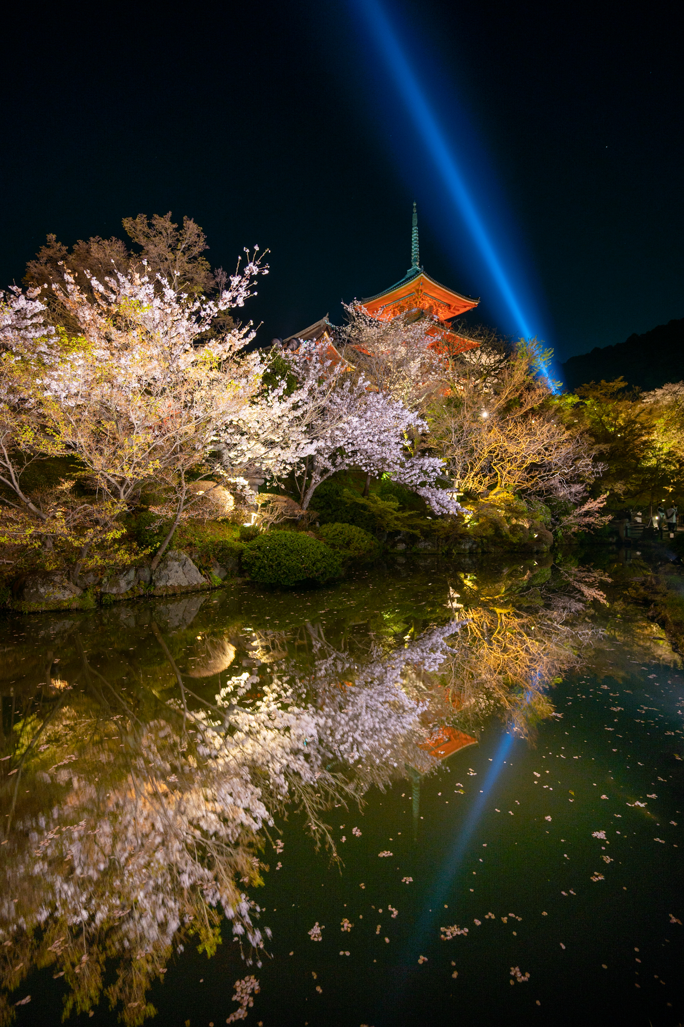 Kyoto Photo Spot Vol 4 京都の夜桜 京都市公式 京都観光navi