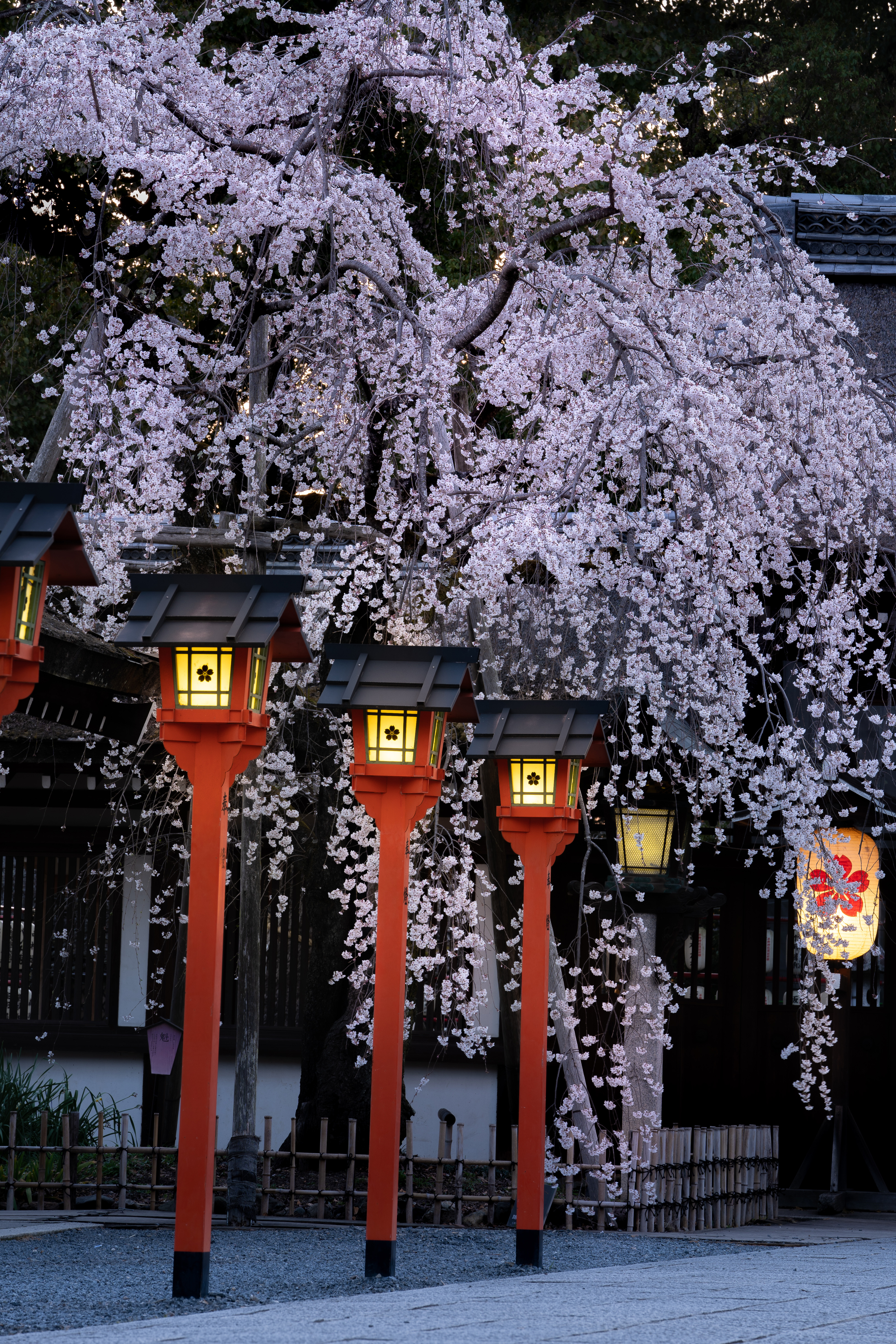 京都市ビジターズホストがおススメする「夜桜スポット3選」｜【京都市