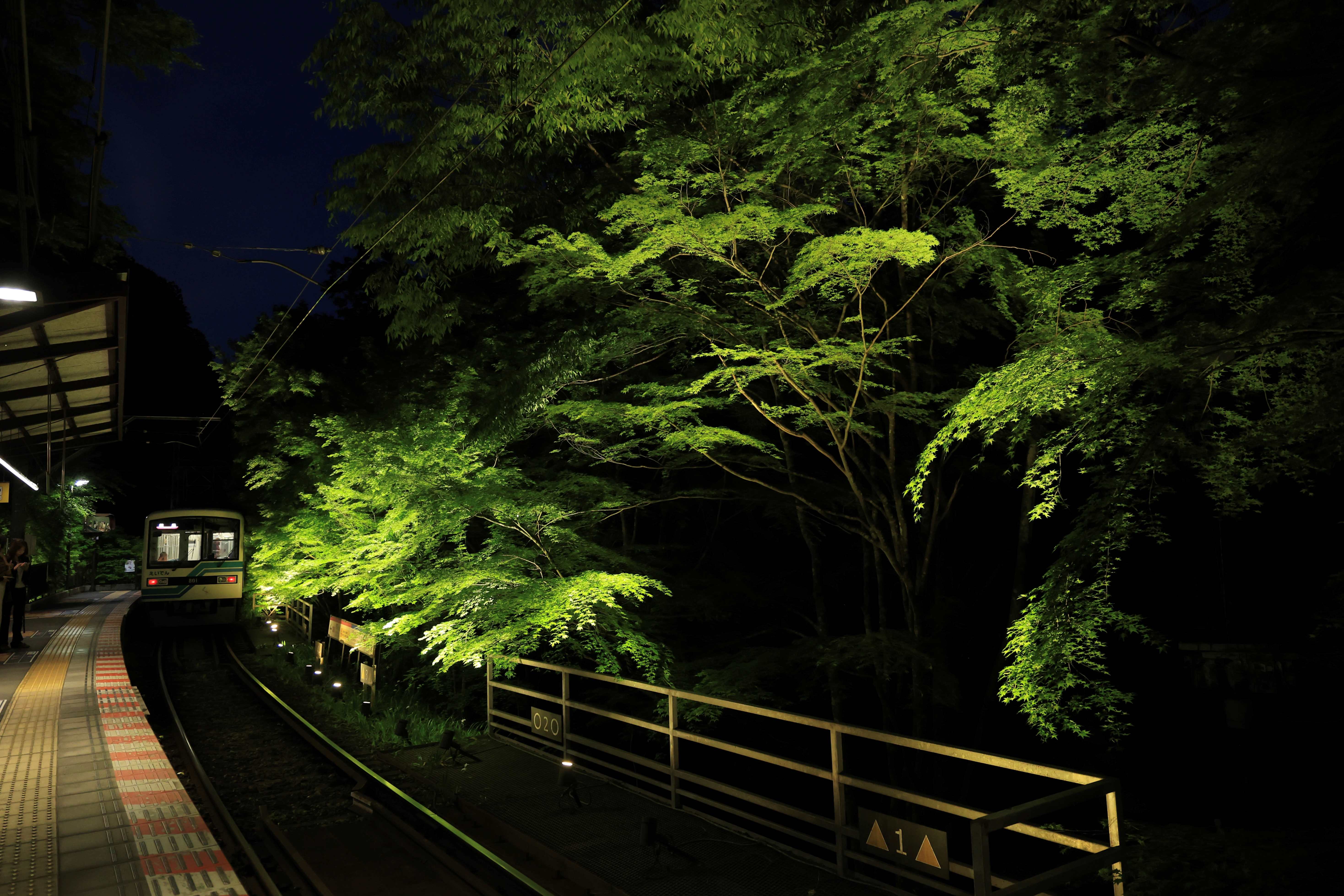 叡山電車の「青もみじのライトアップ」～光に包まれた鮮烈な緑の世界