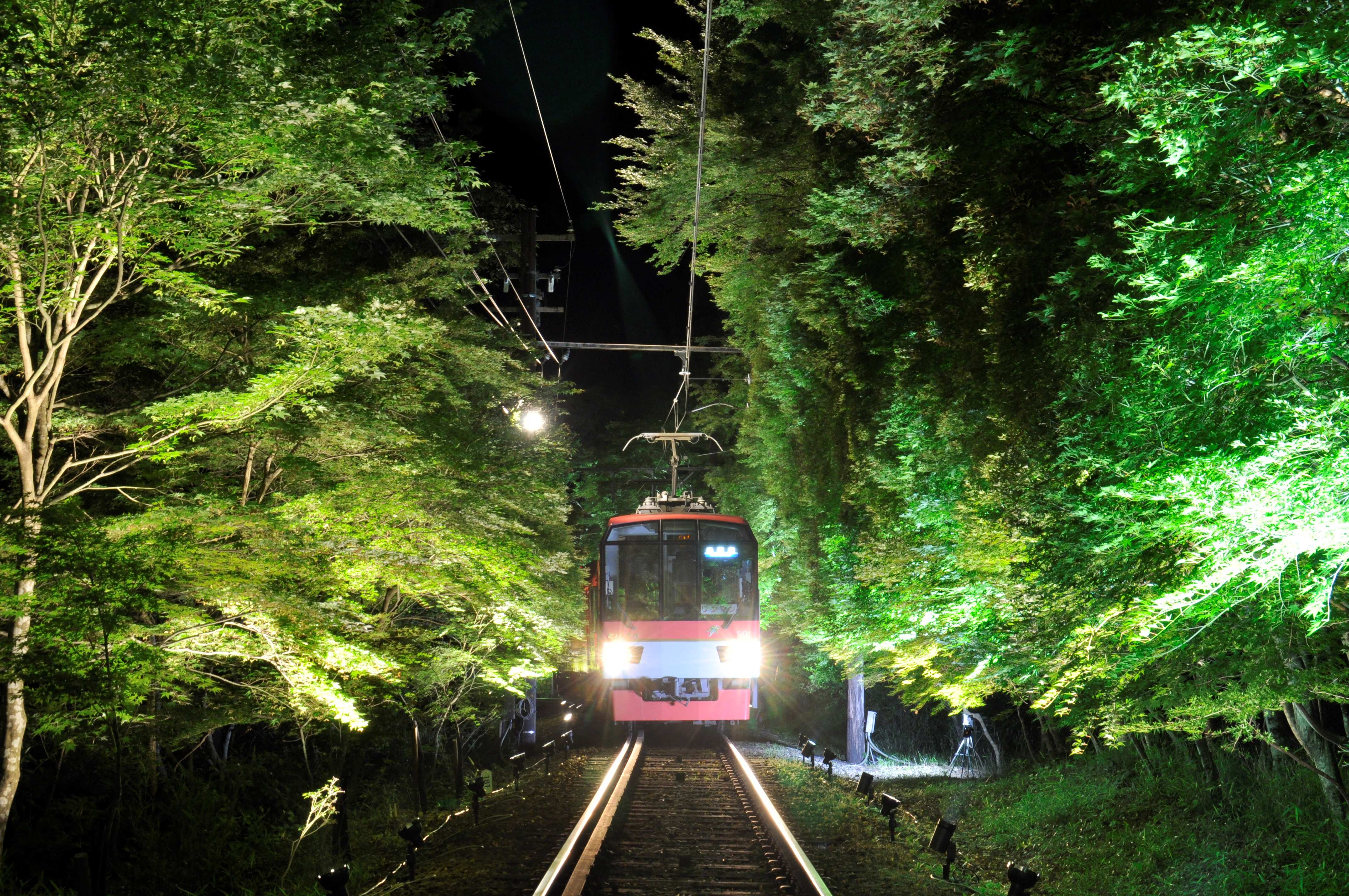 叡山電車の「青もみじのライトアップ」～光に包まれた鮮烈な緑の世界