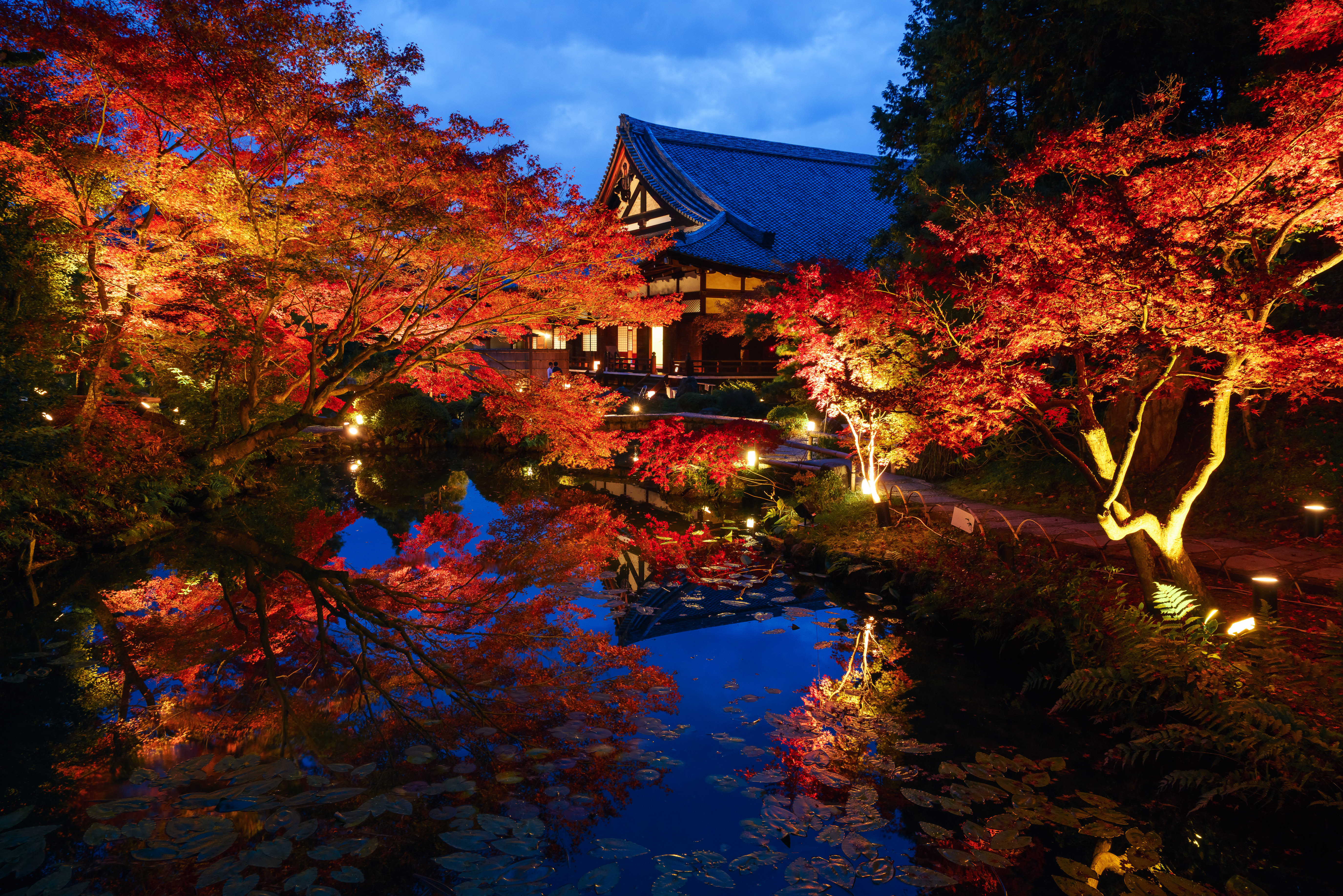 秋の夜のおすすめ 京都の秋を彩る夜間特別拝観とライトアップ 京都市公式 京都観光navi