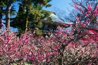 梅の天神さんと早春の東山〈P2〉