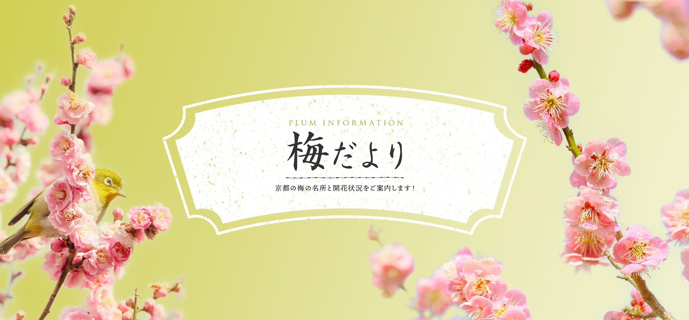 梅だより