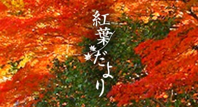 紅葉だより2019