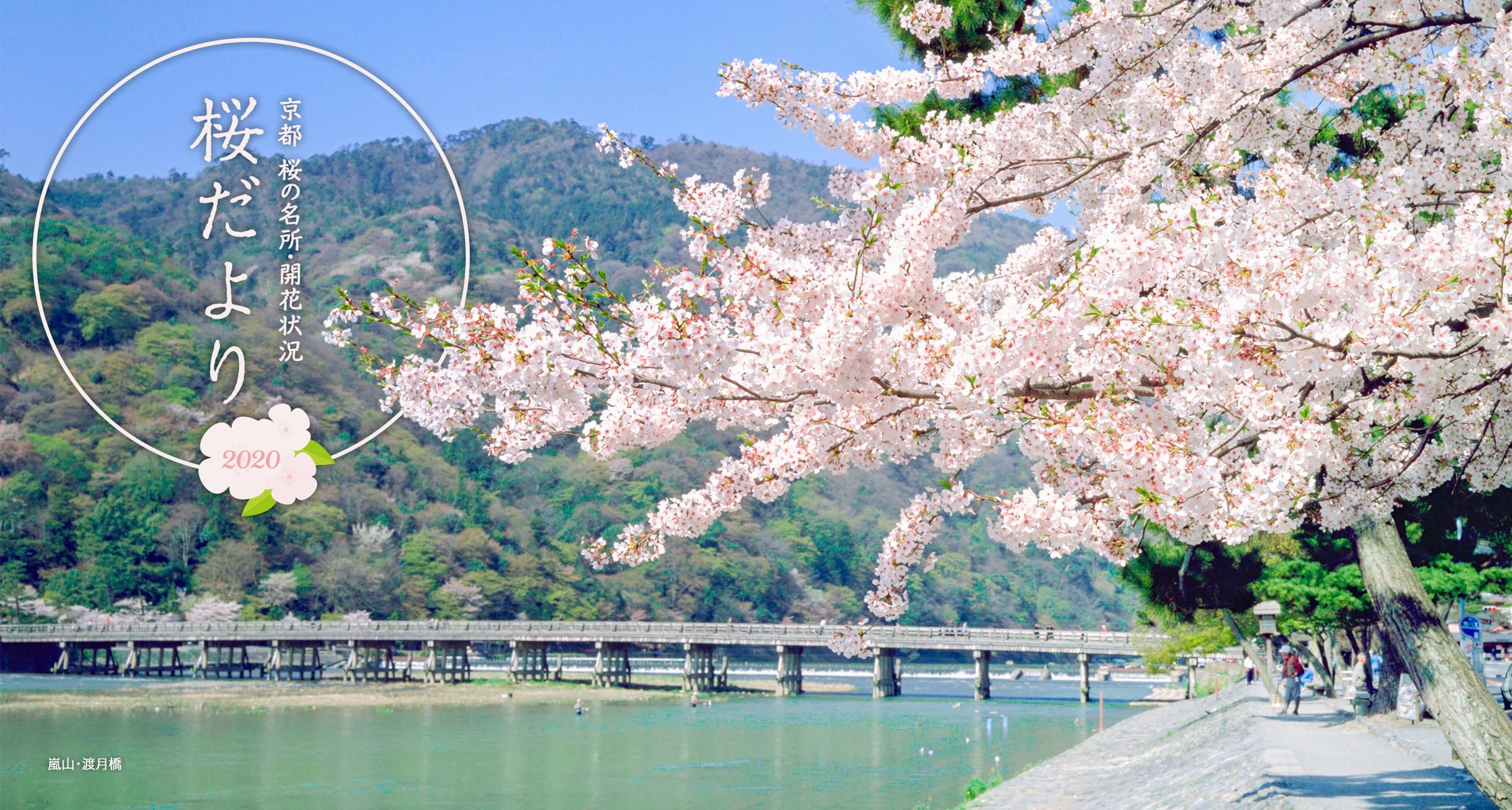 桜だより2020