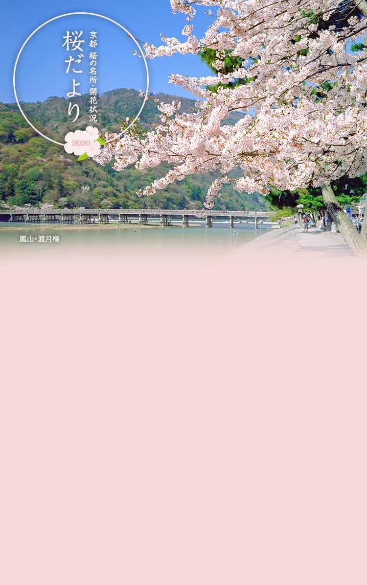 桜だより2020