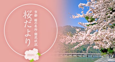 桜だより2020
