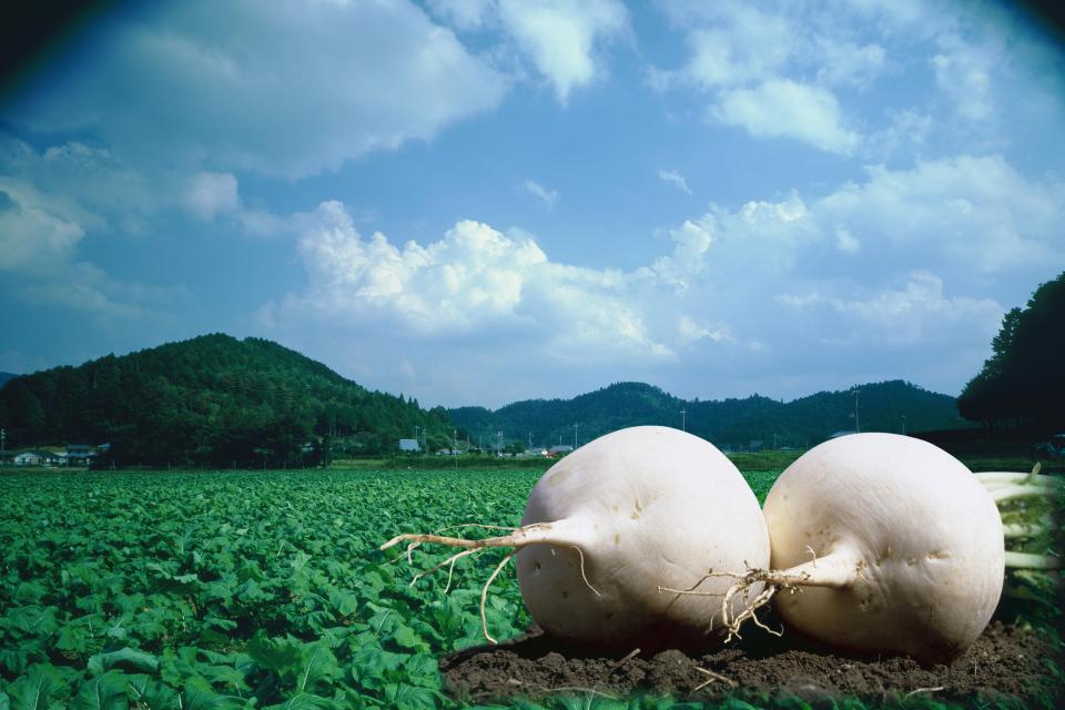 京都亀岡の自家農園で土造りからこだわった野菜を丹念に育てています