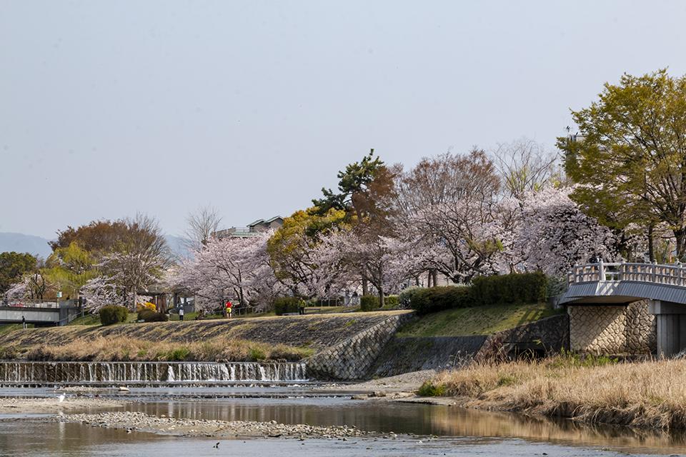 京都は四季折々に見所があります。鴨川沿いの桜も、ひと味違う風情です。